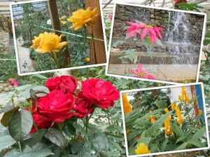 Bunga di Rose Centre, Cameron Highlands