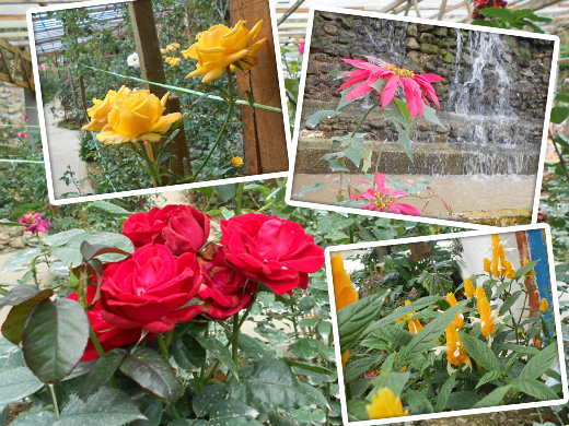 Bunga di Rose Centre, Cameron Highlands
