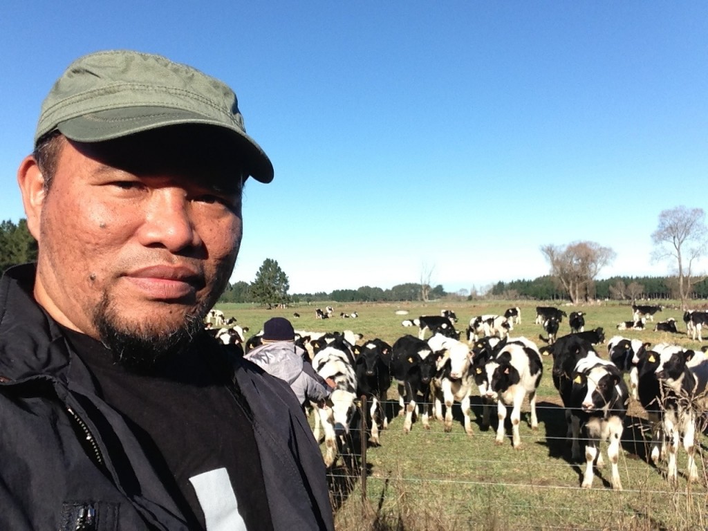 ladang lembu di New Zealand