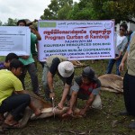 pelaksanaan ibadah qurban 2013 di kemboja