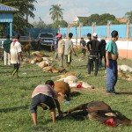 penyembelihan lembu ibadah qurban 2013