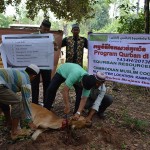 pelaksanaan ibadah qurban 2013 di kemboja - equrban.com