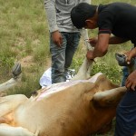 pelaksanaan ibadah qurban 2013 di kemboja - equrban.com