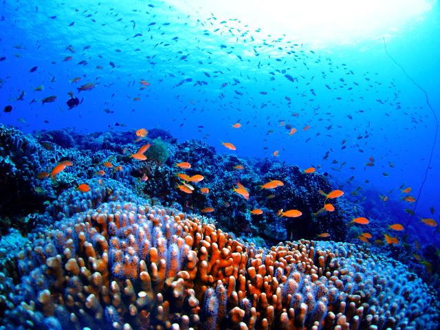 Dasar laut yang menarik dengan terumbu karang berwarna-warni