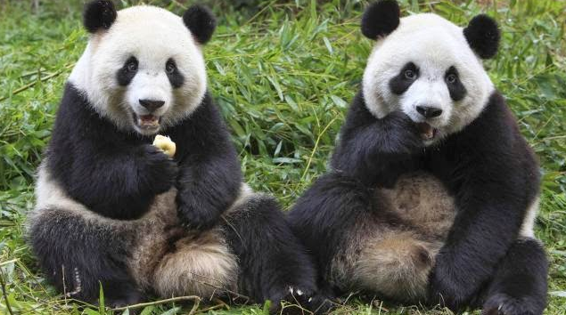 gambar panda Fu Wa dan Feng Yi