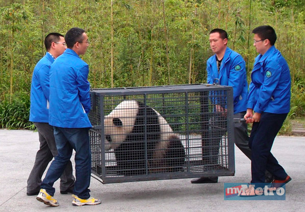 gambar Beruang panda akan diterbangkan dari China oleh MASkargo