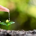 Hand watering a tiny seedling sprouting from soil, symbolizing growth and nurturing.