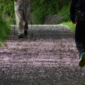 Two people walk away on a pebble path sprinkled with pink petals, one using trekking poles, surrounded by green grass and shrubs.